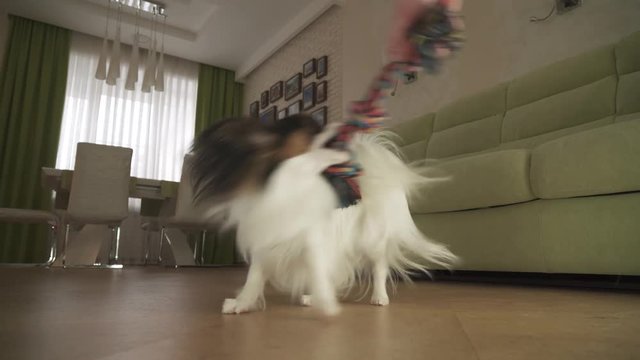 Dog Papillon takes the rope plays with the host in living room stock footage video
