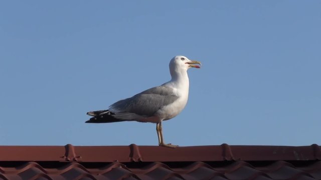 seagull on roof