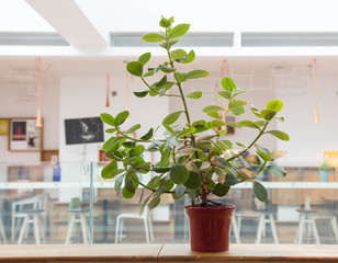 Little plant in fancy café