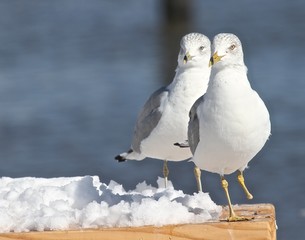 Seagull Studies 11