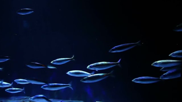 A flock of marine fish swims quickly in one direction.