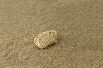 Fototapeta na wymiar A piece of dead coral on a sandy beach