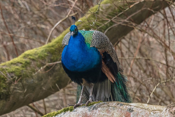 Obraz premium pfau