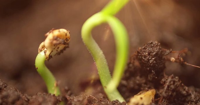 epic shot on magic nature germination process small plant leaving his seed on the ground while growing up, extreme close up, growth process germinating, 3x zoom, Agriculture Spring Summer Timelapse