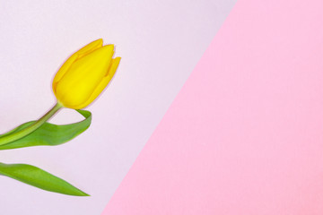 Fototapeta premium Multi-colored pastel paper pattern with natural live flower yellow Tulip, abstract copy space background