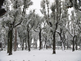 Trees covered with snow in a park in Italy Rome in wintertime.