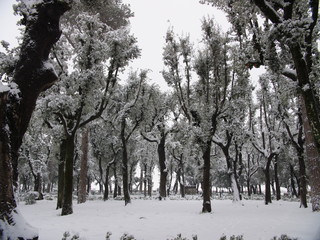 Trees covered with snow in a park in Italy Rome in wintertime.