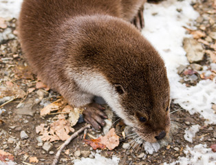 Выдра, Сафари Парк
