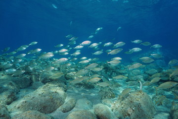 School of fish underwater in the Mediterranean sea, salema porgy, Sarpa salpa, Corsica, France