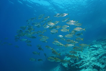 Fototapeta na wymiar School of fish sea bream salema porgy underwater in the Mediterranean sea, Vermilion coast, Pyrenees-Orientales, Roussillon, France