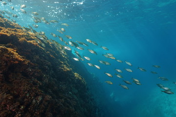 Fototapeta na wymiar School of fish underwater in the Mediterranean sea, sea bream dreamfish, Sarpa salpa, Costa Brava, Llafranc, Catalonia, Spain