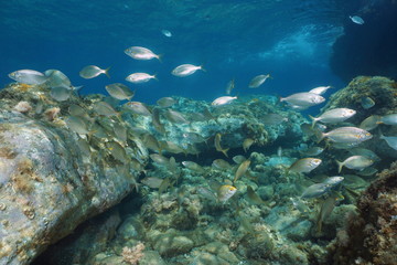 Naklejka na ściany i meble Shoal of fish, sea bream salema porgy, underwater in the marine reserve of Cerbere Banyuls, Mediterranean, Pyrenees-Orientales, France