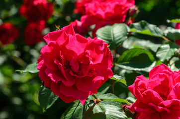Close-up of rose flowers
