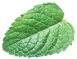 Perfect spearmint leaf or mint leaf isolated on white background. © volff