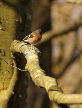 Small chaffinch on the branch