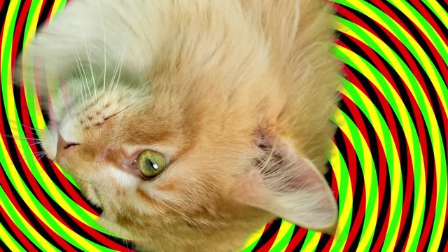 beautiful cat and blur of coloured lights