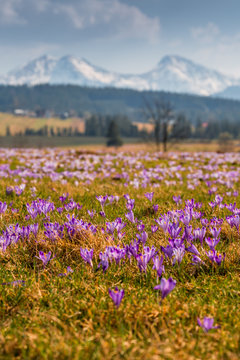 Spring in Tatra Mountains © PawelUchorczak
