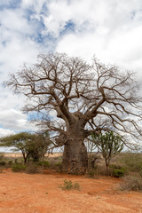 Fototapeta na wymiar Baobabbaum (Adansonia digitata) - Afrikanischer Affenbrotbaum - Tansania 