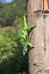 Chamäleon - Usambara Berge - Tansania 