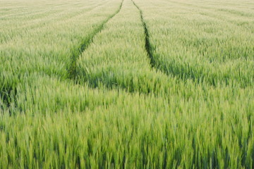 Green fields of crops © E-lona