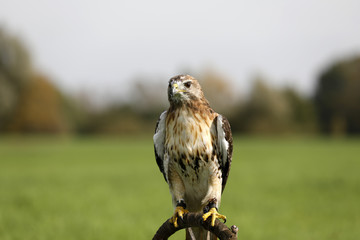 Rotschwanzbussard auf freiem Feld!