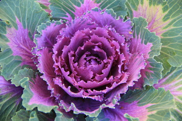 cabbage flower pink 