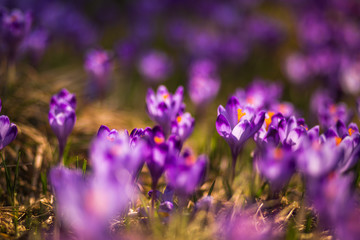 Spring in Tatra Mountains