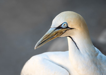 Portrait of a Cape Gannet