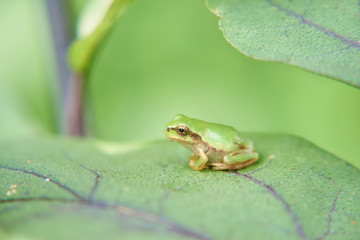 ニホンアマガエル
