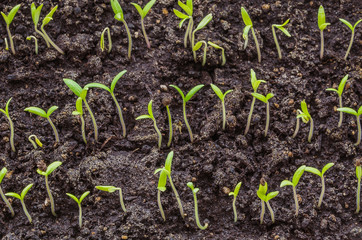 The spring planting. Tomato seedlings, grown from seeds in boxes at home on the windowsill.