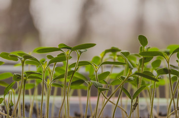 The spring planting. Tomato seedlings, grown from seeds in boxes at home on the windowsill.