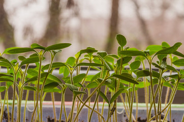 The spring planting. Tomato seedlings, grown from seeds in boxes at home on the windowsill.