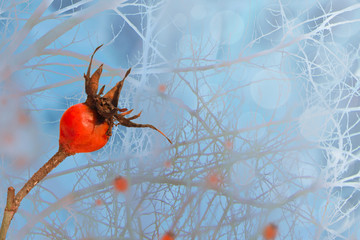 Obraz na płótnie Canvas Bush of a dogrose in a winter snowy frosty fairy forest