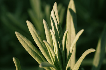 Obraz premium Macro Natura