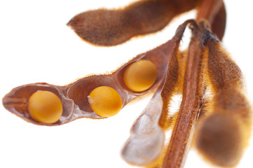 yellow soybean isolated on white