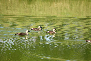 水辺を泳ぐカルガモ