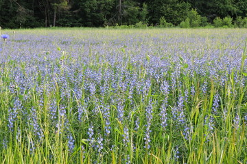 Blue and purple flowers © E-lona