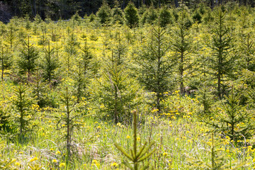 Young, green fir-trees. A farm in the wood. Plantation of fir-trees.