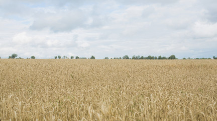 golden wheat field and sunny day.side view. Ripe wheat.