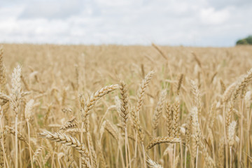 golden wheat field and sunny day