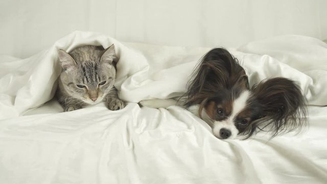 Cat and dog lie under blanket on the bed stock footage video