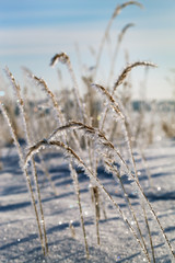 Fototapeta premium Frosted grass in winter.