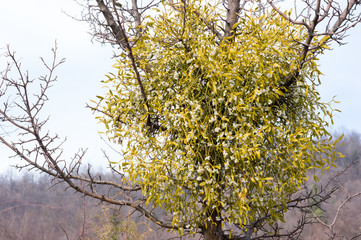 European mistletoe (Viscum album)