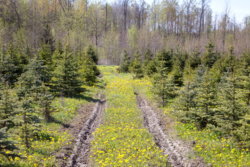 Young, green fir-trees. A farm in the wood. Plantation of fir-trees.