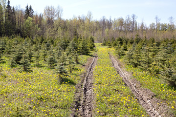 Fototapeta na wymiar Young, green fir-trees. A farm in the wood. Plantation of fir-trees.