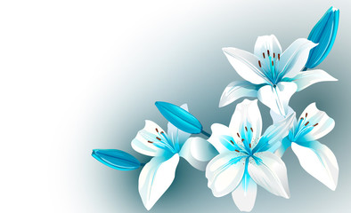 Fototapeta na wymiar White and blue blooming flowers