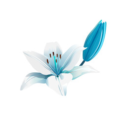 White and blue flower. Isolated
