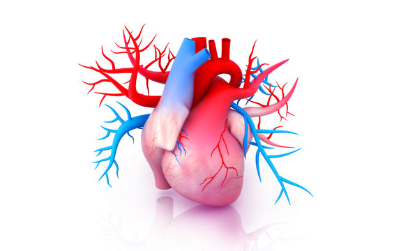 Human heart anatomy. 3d illustration.