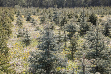 Young, green fir-trees. A farm in the wood. Plantation of fir-trees.