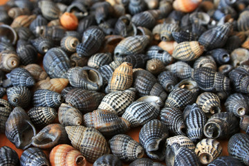 Gray seashells on the table